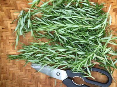 Inside Out: Blood Vessel Care with Herbs Image
